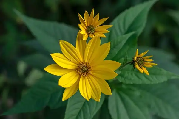 How Does Jerusalem Artichoke Extract Support Gut Health?